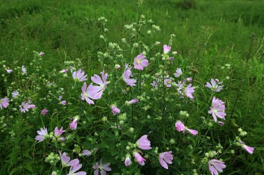 Malva Thuringiaca Lavatera Thuringiaca, Malvaceae familyasından bir bitki türü.