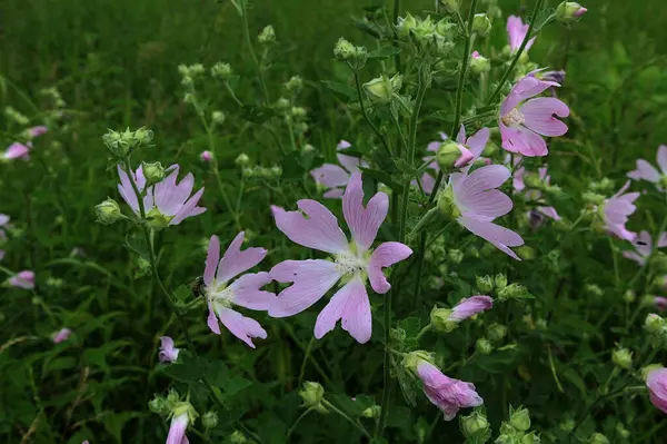 stock image Malva thuringiaca Lavatera thuringiaca, the garden tree-mallow, is a species of flowering plant in the mallow family Malvaceae