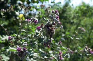 Arctium lappa genellikle daha büyük dulavrat otu olarak adlandırılır. Çiçek açan burdock çiçekleri doğal bitki arka planında.