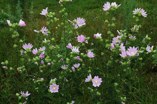 stock image Malva thuringiaca Lavatera thuringiaca, the garden tree-mallow, is a species of flowering plant in the mallow family Malvaceae