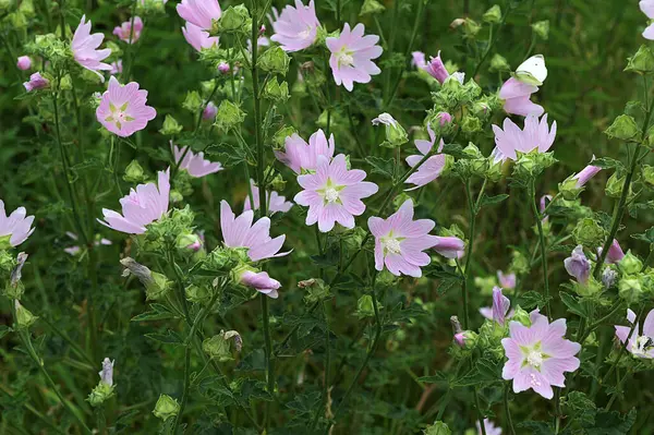 stock image Malva thuringiaca Lavatera thuringiaca, the garden tree-mallow, is a species of flowering plant in the mallow family Malvaceae