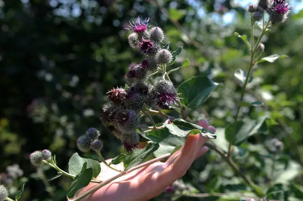 stock image Arctium lappa commonly called greater burdock. Blooming burdock flowers on natural plant background.