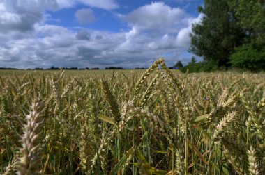 Bir buğday tarlasının doğal arkaplanı. Tarlada yeşil buğday kulakları. Gün batımında yaz buğday tarlasını kapatın..