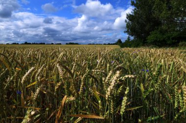 Bir buğday tarlasının doğal arkaplanı. Tarlada yeşil buğday kulakları. Gün batımında yaz buğday tarlasını kapatın..