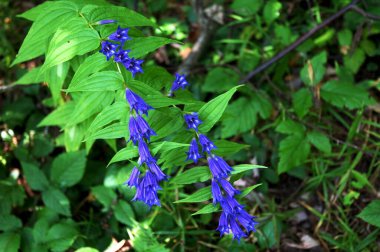 Gentiana Asclepiadea (Willow Gentian) yaz sonlarında çiçek açar. Gentiana Asclepiadea (Gentiana Asclepiadea) Karpatlar, Ukrayna 'da çiçek açar..