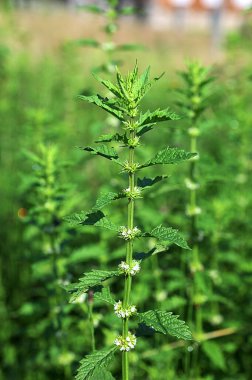 Bir gypsywort bitkisinin çiçekleri (Lycopus europaeus) .Lycopus europaeus (gypsywort, gipsywort, bugleweed, European bugleweed, water-horehound)