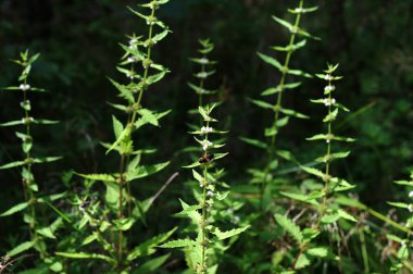 Bir gypsywort bitkisinin çiçekleri (Lycopus europaeus) .Lycopus europaeus (gypsywort, gipsywort, bugleweed, European bugleweed, water-horehound)