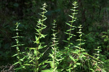 Flowers of a gypsywort plant (Lycopus europaeus).Lycopus europaeus (gypsywort, gipsywort, bugleweed, European bugleweed, water-horehound) clipart