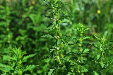 Bir gypsywort bitkisinin çiçekleri (Lycopus europaeus) .Lycopus europaeus (gypsywort, gipsywort, bugleweed, European bugleweed, water-horehound)