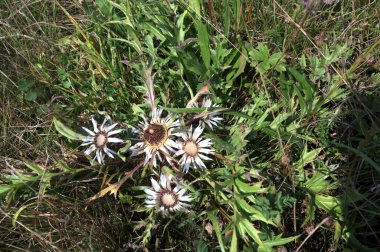 Dwarf Carline devedikeni, gümüş devedikeni (Carlina acaulis) bir çayırda. Gümüş devedikeni (Carlina acaulis), Zakhar Berkut Dağı yakınlarındaki Lviv bölgesinde bulunan Karpatlar..