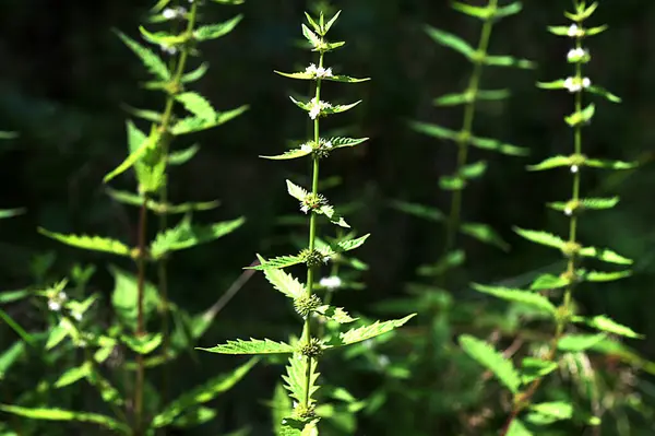 stock image Flowers of a gypsywort plant (Lycopus europaeus).Lycopus europaeus (gypsywort, gipsywort, bugleweed, European bugleweed, water-horehound)