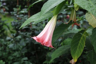 Brugmansia meleklere trompet derdi. Büyük, dik, beyaz trompet şeklinde. Zehirli ama çok güzel..