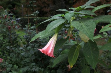 Brugmansia meleklere trompet derdi. Büyük, dik, beyaz trompet şeklinde. Zehirli ama çok güzel..