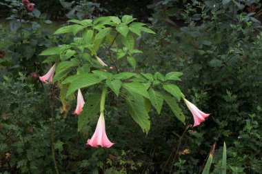 Brugmansia meleklere trompet derdi. Büyük, dik, beyaz trompet şeklinde. Zehirli ama çok güzel..