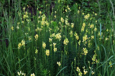 Yaygın mantarlı sarı çiçek ya da tereyağlı yumurta. Linaria vulgaris. Çiçek ve yapraklı Linaria vulgaris bitki (yaygın toadflax, sarı toadflax veya tereyağı ve yumurta).
