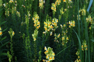 Yaygın mantarlı sarı çiçek ya da tereyağlı yumurta. Linaria vulgaris. Çiçek ve yapraklı Linaria vulgaris bitki (yaygın toadflax, sarı toadflax veya tereyağı ve yumurta).