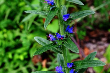 Doğada, yabani otlar arasında Echium vulgari çiçeği açar. Boraginaceae ailesinde mor menekşe engerek Paterson 'ın laneti