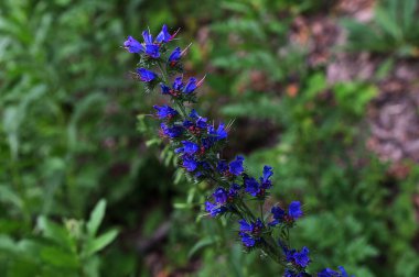 Doğada, yabani otlar arasında Echium vulgari çiçeği açar. Boraginaceae ailesinde mor menekşe engerek Paterson 'ın laneti