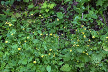 Rainkohl, Gemeiner Rainkohl Yaygın meme ucu (Lapsana komünü)