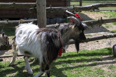 Keçiye yakın çekim. Geleneksel bir festival sırasında boynuzları bükülmüş ve kırmızı kurdeleli şirin gri bir keçi..