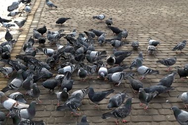 Meydanda toplanan yabani güvercin sürüsü, atılmış yiyecek veya kuş yemi ile besleniyor. Güvercinli arka plan, seçici odaklı sinematik çekim, yavaş çekim