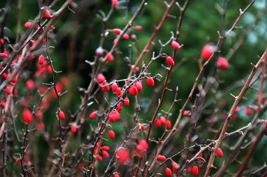 Barberry Berberis vulgaris taze olgun böğürtlenler doğal yeşil zemin. Yeşil yapraklı böğürtlen çalısı ve kırmızı böğürtlen duvar kağıdı.