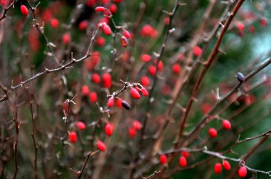 Barberry Berberis vulgaris taze olgun böğürtlenler doğal yeşil zemin. Yeşil yapraklı böğürtlen çalısı ve kırmızı böğürtlen duvar kağıdı.
