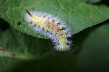 Calliteara pudibunda, soluk tussock, Erebidae familyasından bir güve türü. Tırtıl Calliteara pudibunda - doğal ortamda mükemmel makro detaylar.