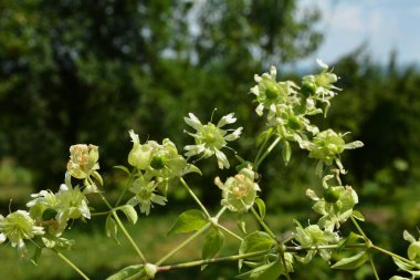 White flower detail of False Belladonna flower or Devil's tomato (Cucubalus baccifer). clipart