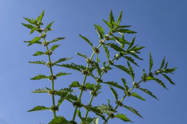 Closeup Lycopus europaeus known as gypsyword with blurred background near lake.Flowering european bugleweed plant in wild nature. clipart