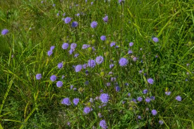 Huysuz (Knautia arvensis) doğal ortamında. Uyuşuk arazinin etrafını kapatın..