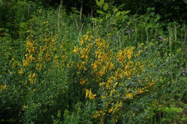 Yellow flower of black broom plant, Lembotropis nigricans.Fabaceae. Wild plant shot in summer clipart