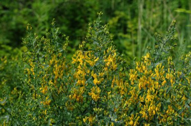 Siyah süpürge bitkisinin sarı çiçeği, Lembotropis nigricanları. Harika. Yazın vahşi bitki vuruşu.