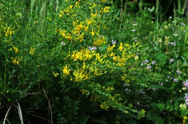 Siyah süpürge bitkisinin sarı çiçeği, Lembotropis nigricanları. Harika. Yazın vahşi bitki vuruşu.