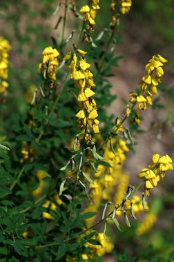 Siyah süpürge bitkisinin sarı çiçeği, Lembotropis nigricanları. Harika. Yazın vahşi bitki vuruşu.