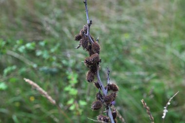 Closeup of a stem of cockleburs with a blurred background.Close-up of Fisheye Rough cocklebur Xanthium strumarium seeds in garden clipart