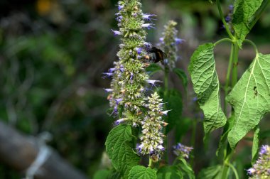 Çiçek izi, bal arısı (Apis), anasonlu hyssop (Agastache foeniculum) üzerinde oturmaktadır.