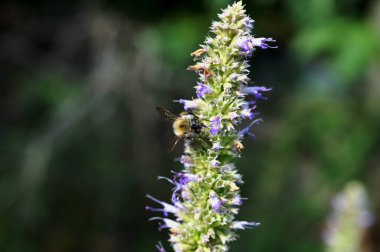 Çiçek izi, bal arısı (Apis), anasonlu hyssop (Agastache foeniculum) üzerinde oturmaktadır.