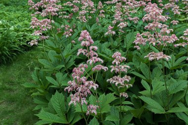 Rodgersia pinnata Superba in bloom, Saxifragaceae Rodgersia aesculifolia çiçek açan yıldız şeklinde pembe çiçekler yaz mevsiminde.