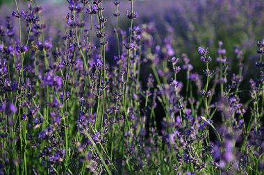 Renkli çiçek açan lavanta ya da şafak vakti lavanta tarlası. Bahçede açan lavanta (mor çiçekler). Renkli çiçek açan lavanta veya şafak vakti lavanta tarlası..