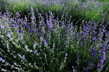 Renkli çiçek açan lavanta ya da şafak vakti lavanta tarlası. Bahçede açan lavanta (mor çiçekler). Renkli çiçek açan lavanta veya şafak vakti lavanta tarlası..