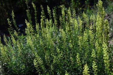 Reseda lutea, sarı mignonette, yabani mignonette çiçekleri. Reseda lutea - sarı mignonette ya da vahşi mignonette - kokulu bitkilerin bir türüdür.