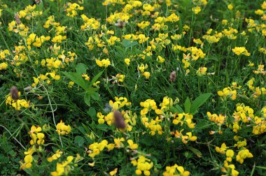 Yellow wildflower also called Bird's-foot Trefoil in the meadow. Lotus corniculatus plant in bloom on a sunny day clipart