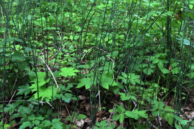 Sert at kuyruğunun (eşkenar hyemale) Reed benzeri yeşil sapları. Eşkenar arvense, tarla at kuyruğu veya yaygın at kuyruğu filizlenmesi.