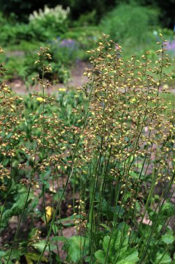 Sarı yarık heuchera çiçekleri (Heuchera micrantha) çiçek açarken ve yakından