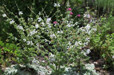 Bahçede beyaz çiçekli şifalı İspanyol bitkisi yetişiyor..