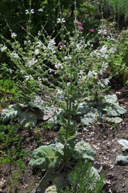 Bahçede beyaz çiçekli şifalı İspanyol bitkisi yetişiyor..
