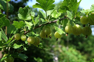 Meyve bahçesinde bir dal bektaşi üzümü. Taze yeşil bektaşi üzümleri güneş ışığıyla bir dalda. Çalının dalında bektaşi üzümü olgunlaşır..