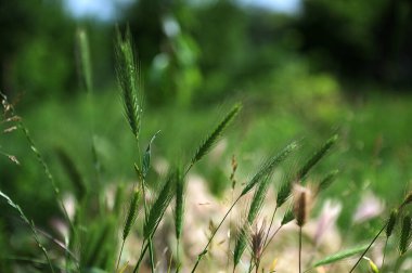 Yabani bitki, Hordeum murinum, yabani otlar.