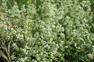 Galyum albümü veya Galium mollugo, sayısız küçük beyaz çiçek, yakın çekim. Beyaz yatak kamışı, çit yatak kamışı ya da sahte bebek nefesi Rubiaceae familyasının her daim çiçek açan bitkisidir..